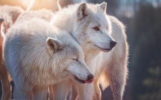 White wolf sunlight close animals - closed free wallpaper