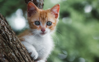 Small kitten on branch curious - a small kitten free wallpaper
