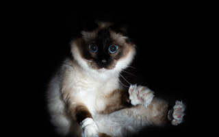 Cat blue eyes chiaroscuro renaissance - chiaroscuro free wallpaper