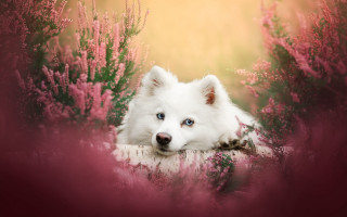 White dog flower field blue - a field of flowers free wallpaper