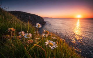 Sunset ocean daisies cliff horizon - a sunset over the ocean free wallpaper