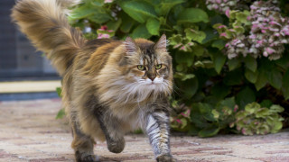 Cat brick walkway bush flowers - a stock photo free wallpaper