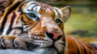Tiger laying eyes closed blurred - a tiger free wallpaper