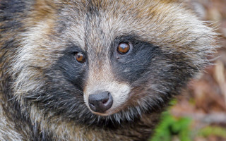 Raccoon face blurry background depth - a blurry background of grass and bushes free wallpaper
