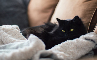 Black cat couch blanket pillows 2 - couch free wallpaper