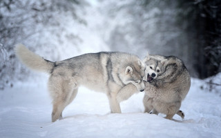 Wolf play snow forest bare - caspar wolf free wallpaper