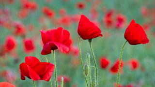 Red flower field bokeh blurry - green stem free wallpaper