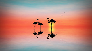 Flamingos sunset water birds silhouette - a bird free wallpaper
