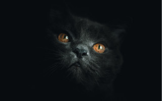 Black cat orange eyes dark - the camera in the dark free wallpaper