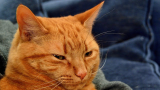 Sad cat laying blanket couch - a blanket free wallpaper