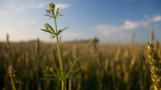 Tall plant field clouds sky - bernd fasching free wallpaper