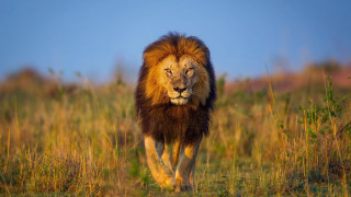 Lion grass field blue sky - a grassy field free wallpaper
