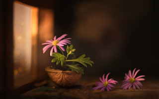 Potted plant pink flowers table - a window sill free wallpaper