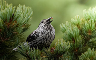 Bird pine tree sky open - its mouth open free wallpaper