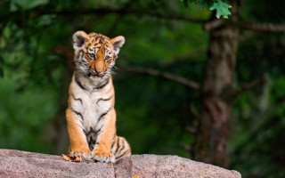 Tiger cub forest serious focus - a tiger cub free wallpaper