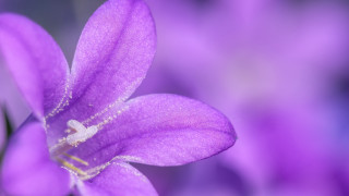 Purple flower closeup butterfly macro - a purple flower free wallpaper