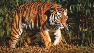Tiger forest autumn blurry motion - a tiger free wallpaper