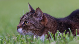 Cat grass tiltshift shallowfocus bird - neoplasticism free wallpaper