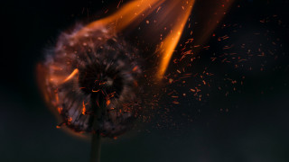 Dandelion fire explosions macro embers - petal free wallpaper