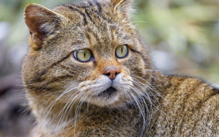 Large brown cat whiskers illustration - an illustration free wallpaper for desktop