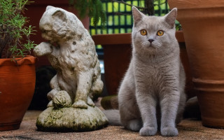 Cat statue potted plant figurine - a statue free wallpaper
