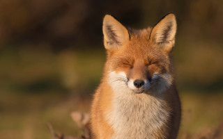 Fox closed eyes grass blurry - grass free wallpaper