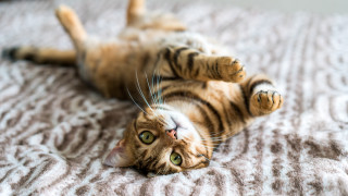 Cat calico bed wide eyed - the bed free wallpaper