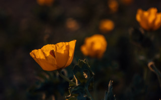 Yellow flower bug bokeh impressionist - a bug free wallpaper