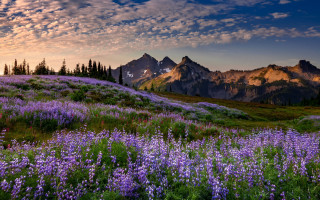 Wildflowers mountains sunset cloudy sky - sunset free wallpaper