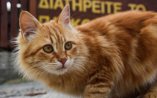 Cat looking camera eye blurry - neoism free wallpaper