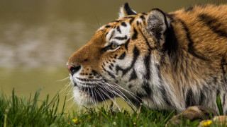 Tiger sitting grass eyes closed - a tiger free wallpaper