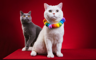Cat rainbow collar black red - professional free wallpaper