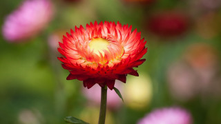 Red flower yellow center pink - vivid free wallpaper