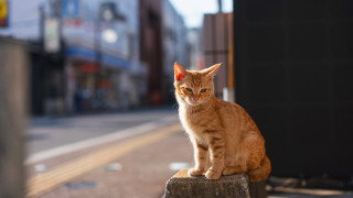 Cat post city street corner - the camera mans eye free wallpaper