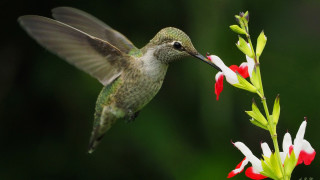 Hummingbird flower open wings ecological - its beak open free wallpaper