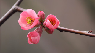 Flower bud branch macro naturalism - a close up of a flower free wallpaper