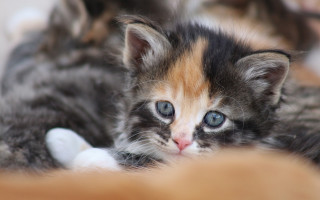 Blue eyes kitten impressionism jigsaw - a kitten free wallpaper