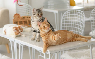 Cats glamor renaissance 3d blurry - top of a table next free wallpaper
