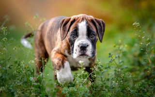 Brown white dog blue eye - a blue eye free wallpaper