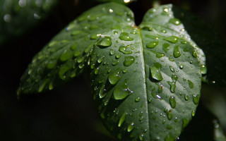 Green leaf water drops macro 57 - water droplet free wallpaper