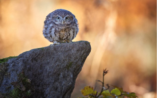 Small owl rock forest blurry - a small owl free wallpaper