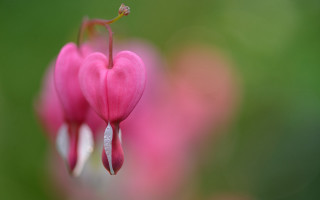 Pink flower macro blurry background 14 - a blurry background of flowers free wallpaper