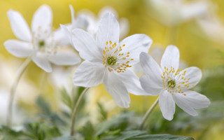 White flower butterfly bokeh green - betty merken free wallpaper
