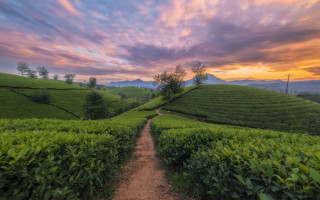 Dirt path green field sunset - a dirt path free wallpaper