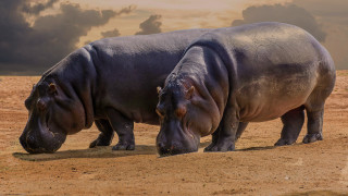 Hippos field cloudy sky digital - primitivism free wallpaper