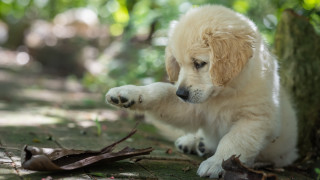Puppy playing stick woods tree - a tree trunk free wallpaper