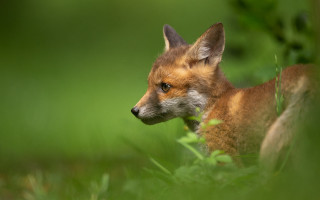 Small fox grass distant focus - a small fox free wallpaper