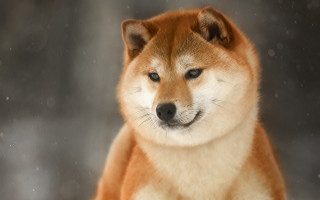 Sad dog snow aurora starry - brian snøddy free wallpaper