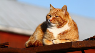 Cat roof orange precisionism distant - a building in the background free wallpaper