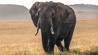 Elephant drygrass mountains cloudy wildlife - a dry grass field free wallpaper